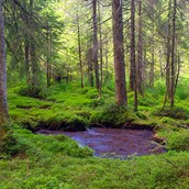 Wasser - Multifunktionaler Moorschutz im Wald