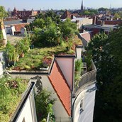 Wasser - GründachPLUS – Berlins Förderprogramm für mehr Dachbegrünung