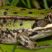 Wasserprojekt: Froschportal - Funde zu Amphibien und Reptilien melden