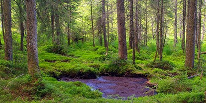 Wasserprojekt - Moorprojekte: Moorwiedervernässung - Multifunktionaler Moorschutz im Wald