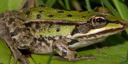 Wasserprojekt - Moorprojekte: Moorwiedervernässung - Froschportal - Funde zu Amphibien und Reptilien melden