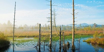Wasserprojekt - Moorprojekte: Moorwiedervernässung - WERDENSTEINER MOOS
